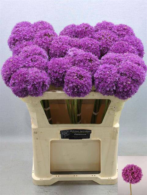 <h4>ALLIUM GIGANTEUM</h4>