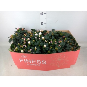 Rhododendron sim. 'Hellmut V' .mix