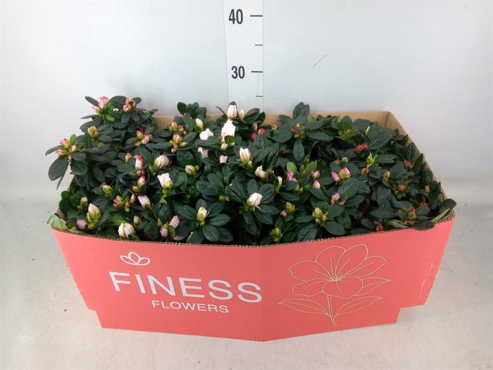 <h4>Rhododendron sim. 'Hellmut V' .mix</h4>