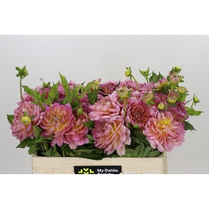 Dahlia Hapet Old Charm