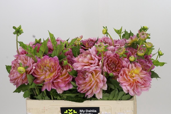 <h4>Dahlia Hapet Old Charm</h4>