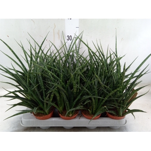 Sansevieria  'Fernwood'