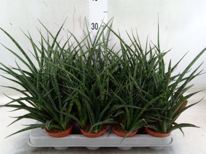 <h4>Sansevieria  'Fernwood'</h4>