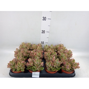 Crassula   ...