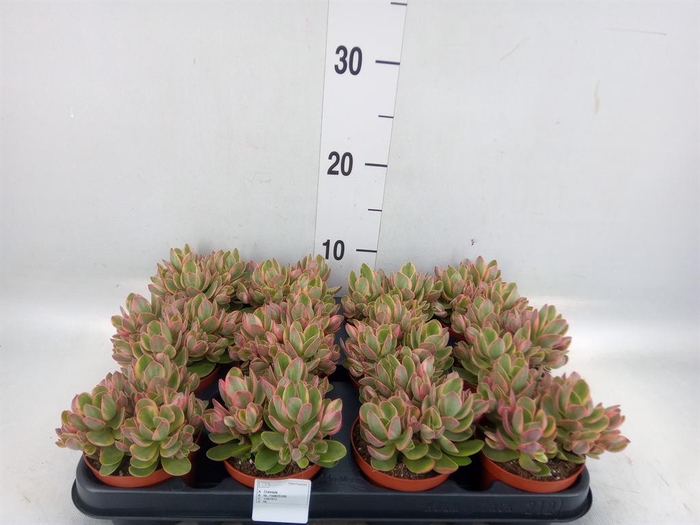 <h4>Crassula ...</h4>