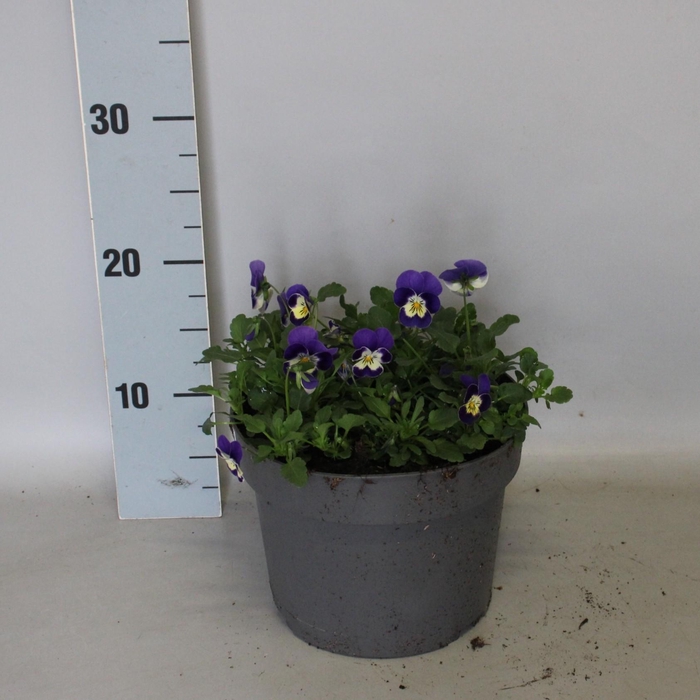 <h4>Viola cornuta 19 cm mix Blue Face</h4>