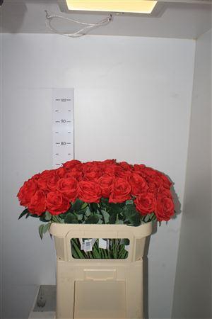 <h4>Hq Roses Rood Dia 8 Cm</h4>