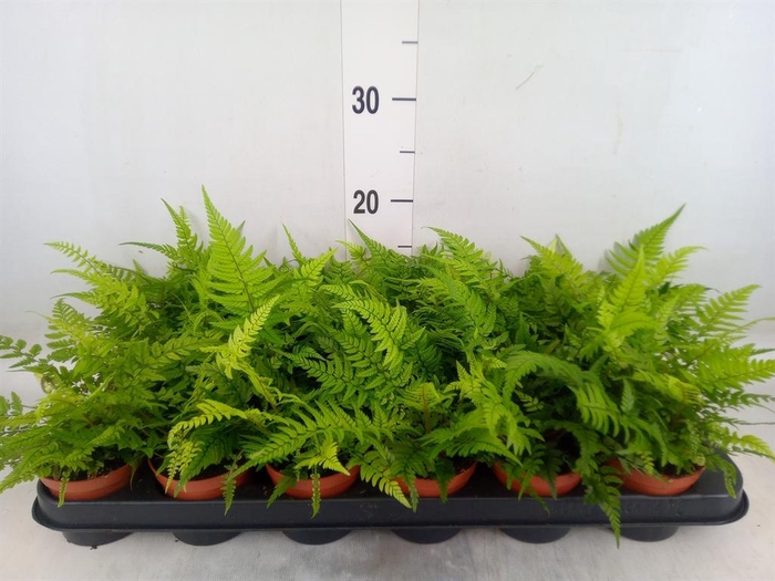 <h4>Athyrium   ...</h4>