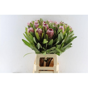 PROTEA PINK ICE