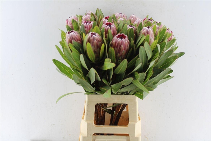 <h4>PROTEA PINK ICE</h4>