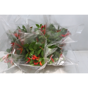 AESCHYNANTHUS SPECIOSUS P15