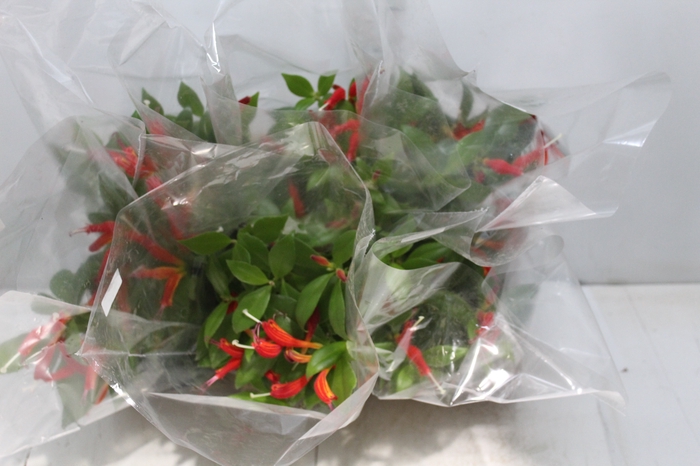 <h4>AESCHYNANTHUS SPECIOSUS P15</h4>