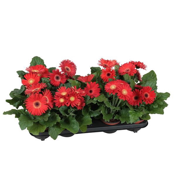 <h4>Gerbera belicht 2+ bl 12cm excellent rood (diverse kleurtinten)</h4>