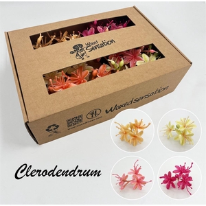 Zijde Clerodendrum Mix Wx