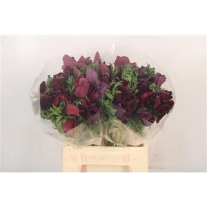 Anem Mistral Noir Super