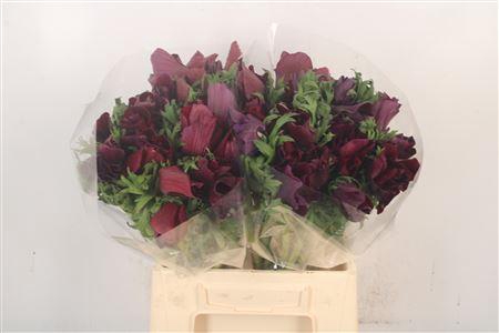 Anem Mistral Noir Super