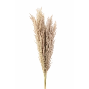 Dried Pampas Gras Naturel ( 8 Stem) Bunch