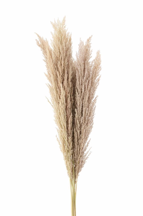 <h4>Dried Pampas Gras Naturel ( 8 Stem) Bunch</h4>