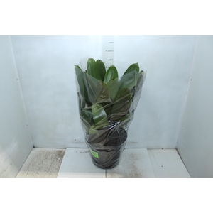 BROMELIA IMPERIAL P27 VERDE/VERMELHO