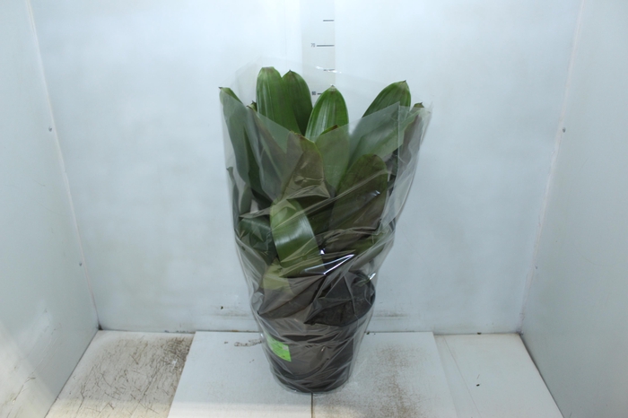 <h4>BROMELIA IMPERIAL P27 VERDE/VERMELHO</h4>