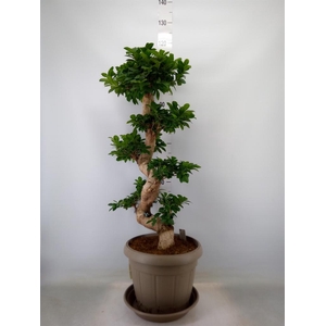 Ficus microcarpa 'Ginseng'