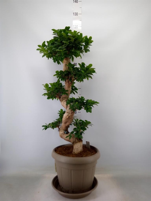 <h4>Ficus microcarpa 'Ginseng'</h4>