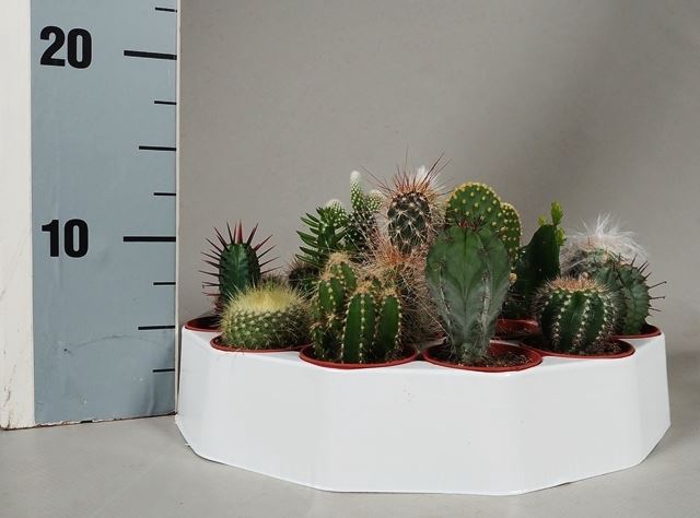 <h4>Cactus gemengd</h4>