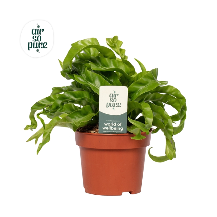 <h4>Asplenium Hurricane - Air So Pure</h4>