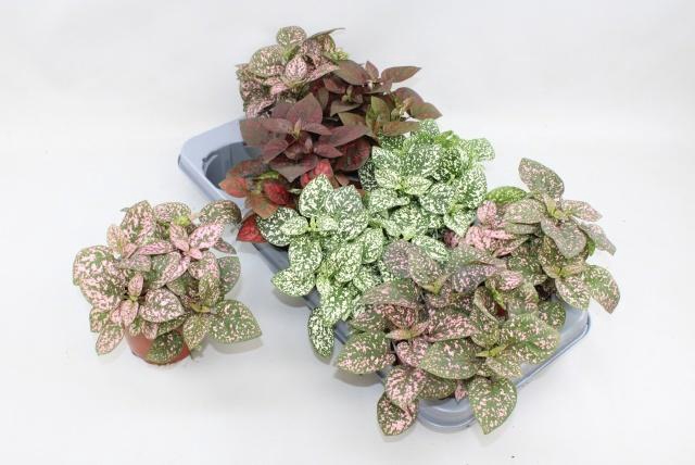 <h4>HYPOEST CONF C GEM</h4>