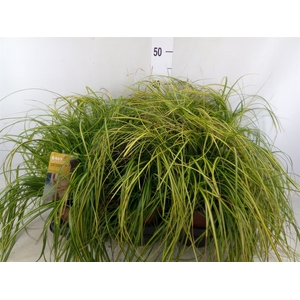 Carex oshimensis 'Everco Eversheen'