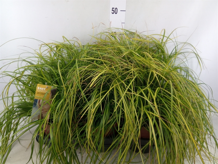 <h4>Carex oshimensis 'Everco Eversheen'</h4>