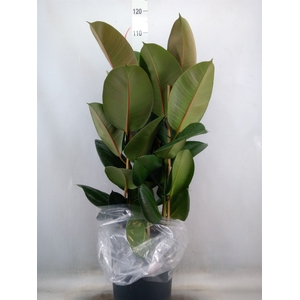 Ficus elastica 'Robusta'