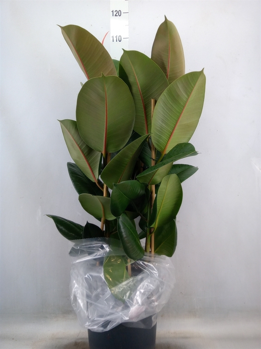 <h4>Ficus elastica 'Robusta'</h4>