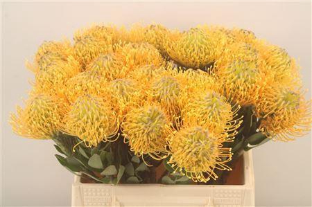 <h4>Leuco Co Hawaii Gold</h4>