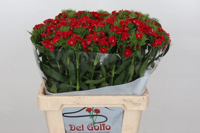 <h4>DI BA ALDO RED</h4>