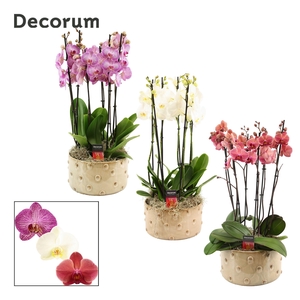 Belle 6 tak symphony mix (Deco-collection)