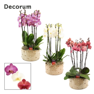 Belle 6 tak symphony mix (Deco-collection)