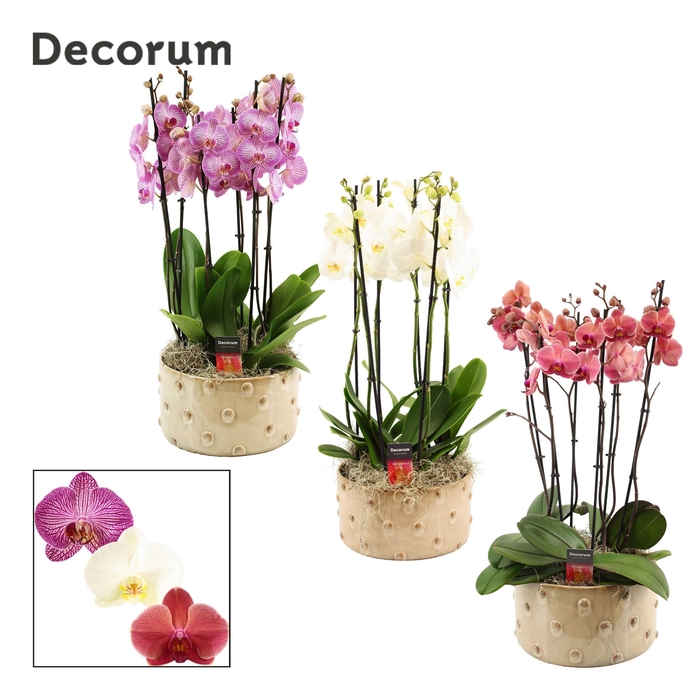 <h4>Belle 6 tak symphony mix (Deco-collection)</h4>