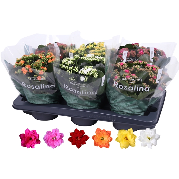 <h4>Kalanchoe Rosalina 15cm mix</h4>