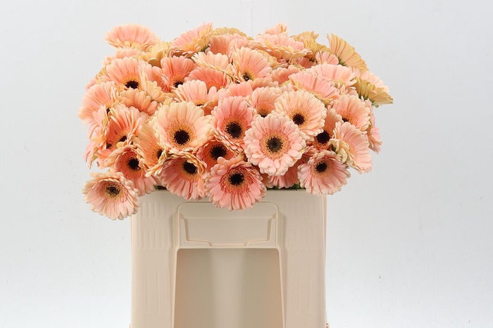 <h4>Ge Mi Espresso</h4>