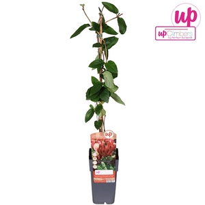 Lonicera japonica Red World P15