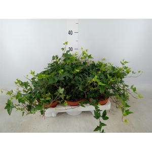 Hedera helix 'Shamrock'