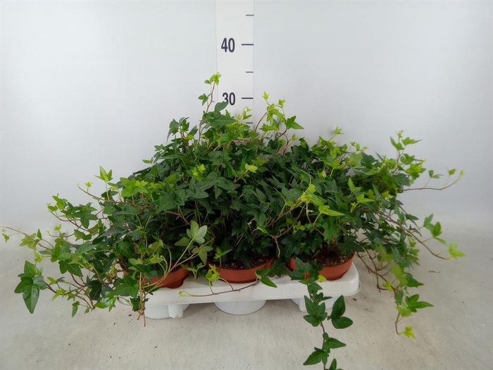 <h4>Hedera helix 'Shamrock'</h4>