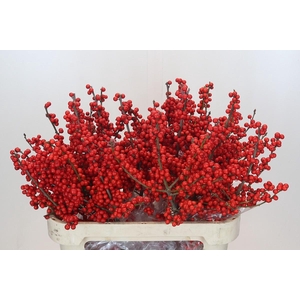 Ilex Rood