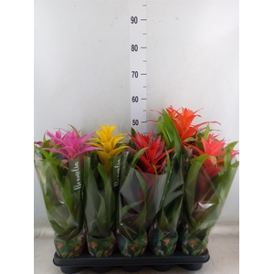 Guzmania   ...mix 5