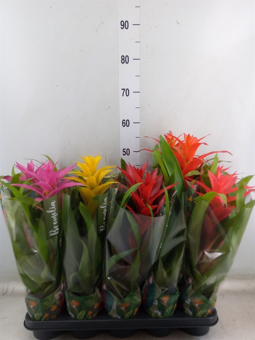 <h4>Guzmania   ...mix 5</h4>