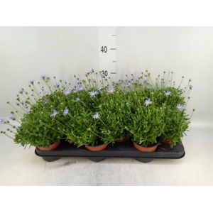 Felicia amell. 'Felicitara Blue'