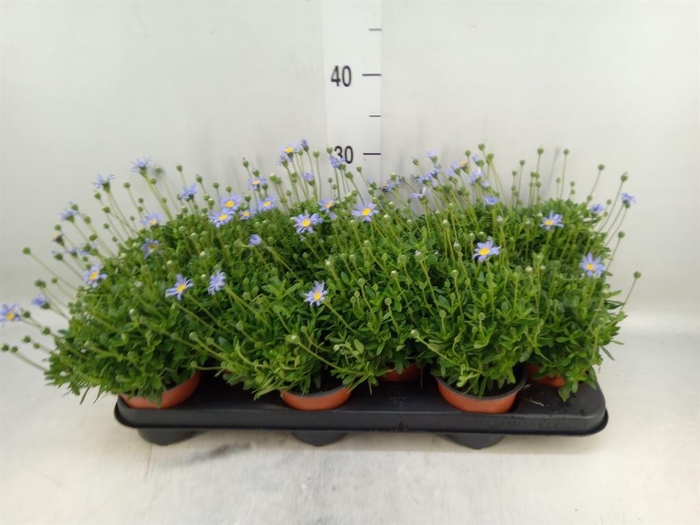 <h4>Felicia amell. 'Felicitara Blue'</h4>