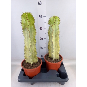 Euphorbia ingens 'Variegata'