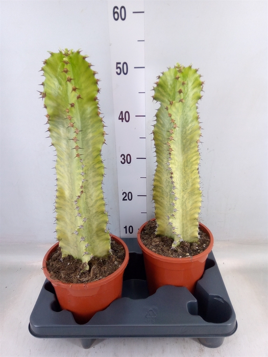 <h4>Euphorbia ingens 'Variegata'</h4>